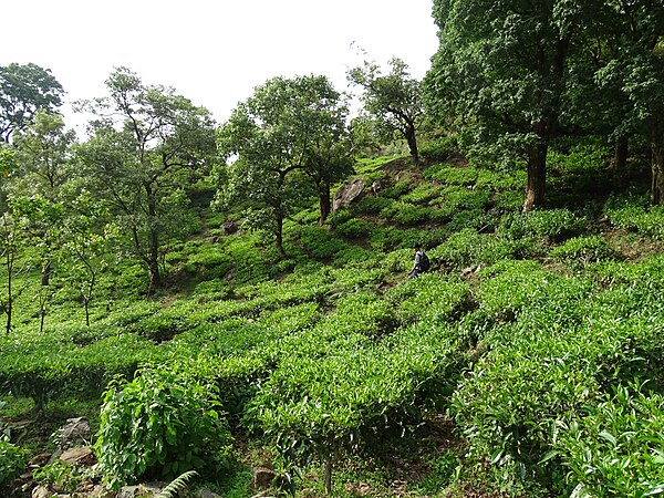 Image: Gudalur, Nilgiris, Tamil Nadu DSC00634