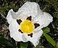 Cistus ladanifer