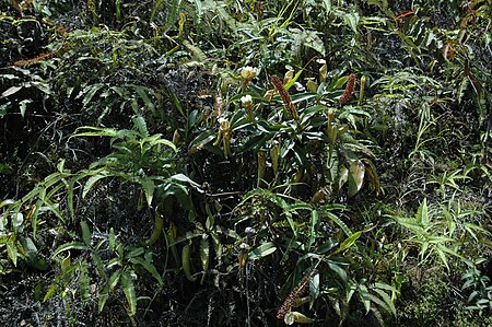 ไฟล์:Gunung Murud logging road N. stenophylla N. fusca 17.jpg
