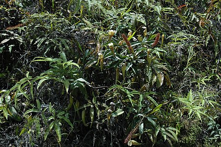 ไฟล์:Gunung_Murud_logging_road_N._stenophylla_N._fusca_17.jpg