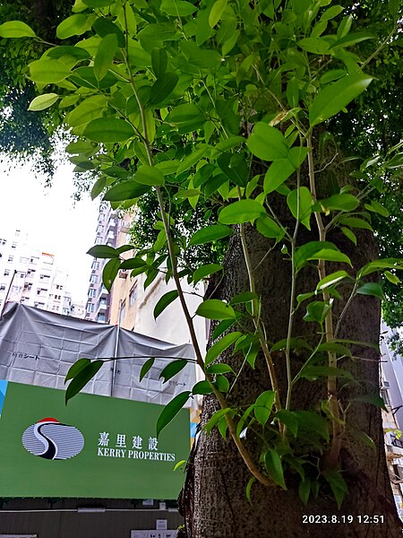 File:HK STT 石塘咀 Shek Tong Tsui 山道 Hill Road construction site August 2023 Px3 10.jpg