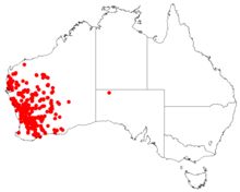 Hakea preissiiDistMap111.png