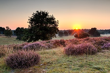 Nature reserve “Westruper Heide” at the flowering of the heath, Haltern am See, North Rhine-Westphalia, Germany