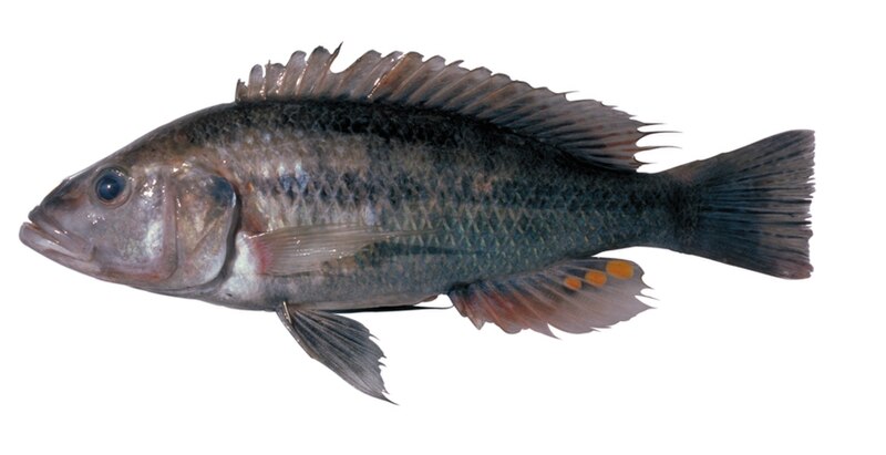 File:Haplochromis vonlinnei01.jpg