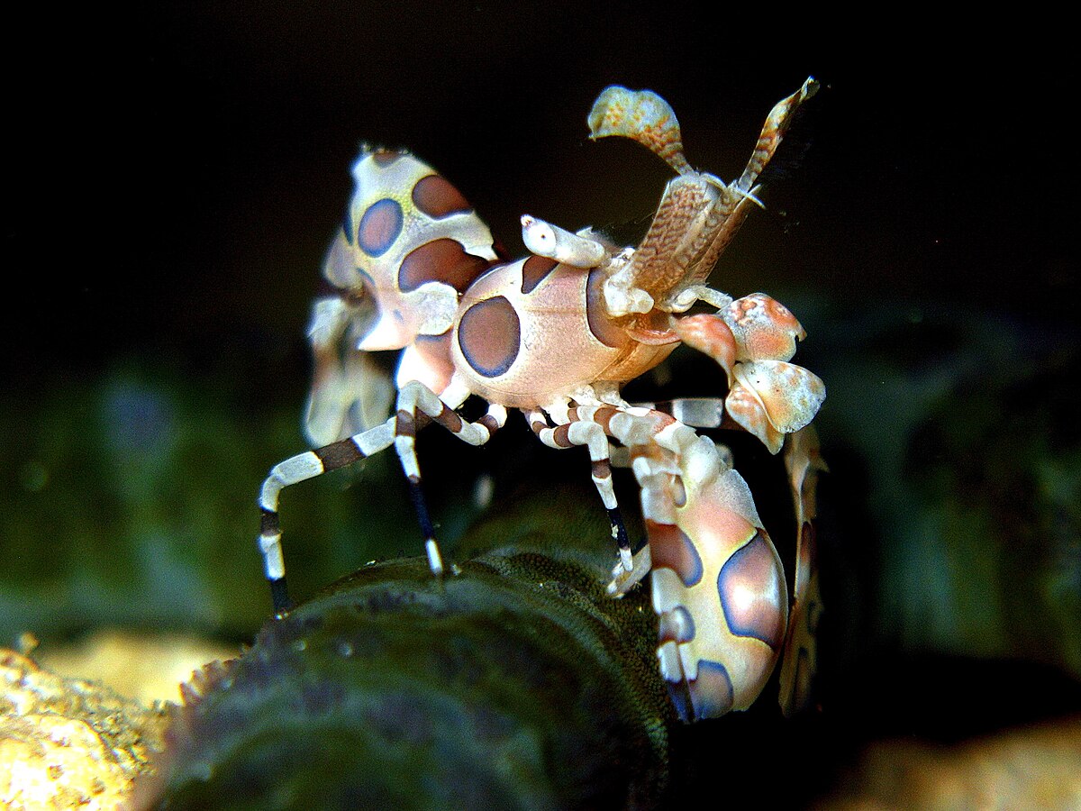 Harlequin Shrimp 1.jpg