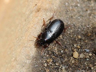 <i>Harpalus pumilus</i> Species of beetle