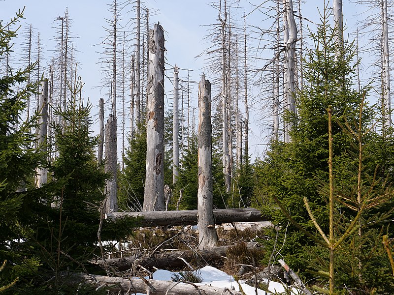 File:Harz near Schwarzer Sumpf 42.jpg