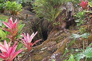 Various plants