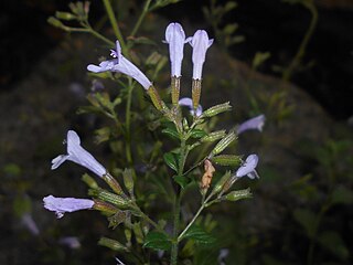 <i>Hedeoma pulegioides</i> Species of flowering plant