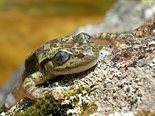 Heleophryne Purcelli импортировано из iNaturalist, фото 15292868 13 июня 2019 года. Jpg