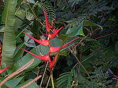 Heliconia sp. in tropical rain forest at Sierra del Escambray, Cuba