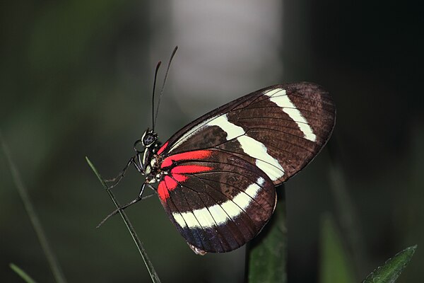 Heliconius hewitsoni