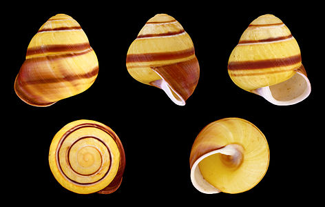 Helicostyla annulata (Banded form)