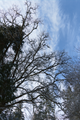 English: Snow, Ice covered branches near Landenhaeuser Stein Stockhausen, Herbstein, Hesse, Germany