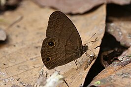 Euptychia harmonia