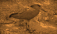 A hamerkop on the banks of the river. The locals call it 'Kondo' and there are songs about it. 2006 Heron Kondo Mwenezi.jpg