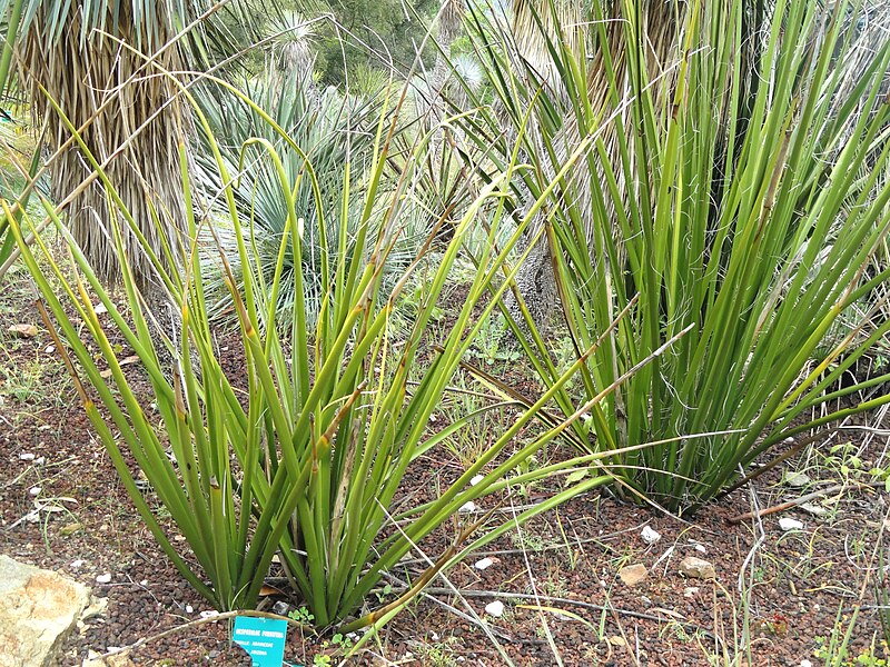 File:Hesperaloe funifera - Jardin d'oiseaux tropicaux - DSC04889.JPG