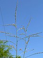 Hesperaloe funifera