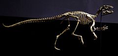 Heterodontosaurus skeleton.jpg