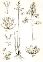 Thumbnail for Hierochloe australis