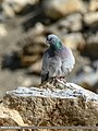 Hill Pigeon (Columba rupestris) (33645656783).jpg