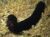The black sea cucumber (Holothuria forskali)