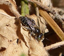 Especies de hoplitis.  Megachilidae - Flickr - gailhampshire.jpg