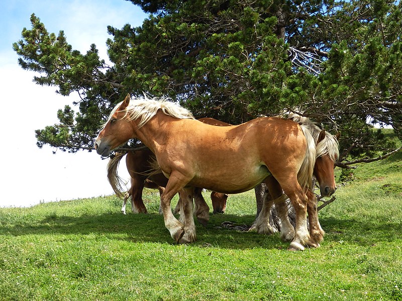 File:Horses near "col de Pailhères".JPG