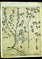 Hortus Eystettensis, Vorzeichnungen (MS 2370 2952863) -Hyberna,1,7.jpg