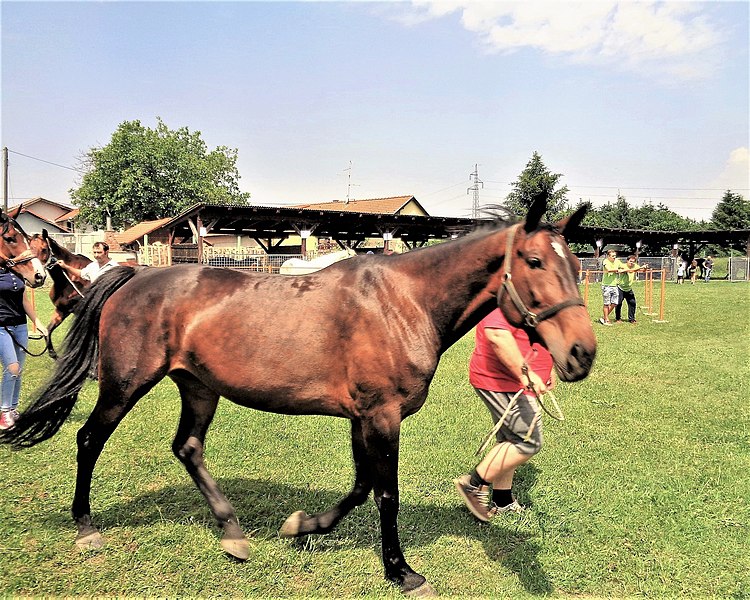 File:Hrvatski toplokrvnjak na MESAP-u - dorat.jpg