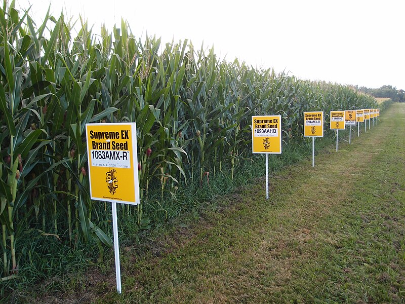 File:Hybrid corn Yellow Springs, Ohio.jpg