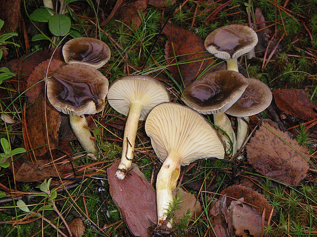 Hygrophorus hypothejus