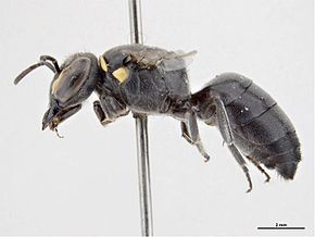 Descrição da imagem Hylaeus globuliferus f.jpg.