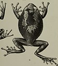 Miniatura per Leptopelis brevipes