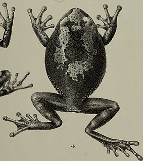 Musole Forest tree frog Species of amphibian