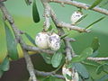 Hymenanthera crassifolia