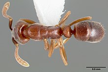 Hypoponera opaciceps casent0005435 дорсальный 1.jpg