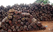 Una foto de primer plano de una pila organizada de docenas de troncos de palisandro