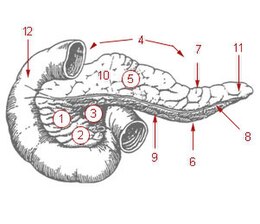 Illu pancreas duodenum.jpg