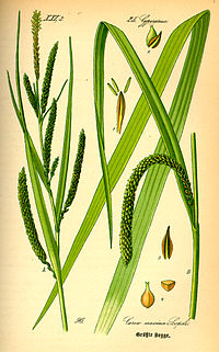 Illustration_Carex_pendula0.jpg