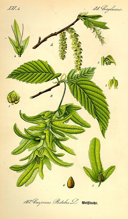 Carpinus_betulus