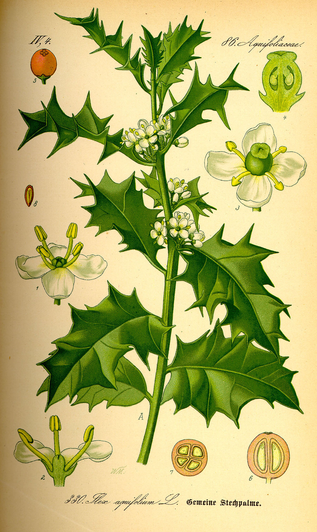 5. LES PLANTES & REMÈDES 1200px-Illustration_Ilex_aquifolium0