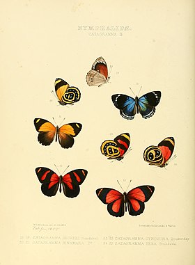 C. texa, subespécie texa, é o par de borboletas abaixo e à direita (de asas fechadas e abertas) nesta gravura do ano de 1855 (à esquerda destes, um par de Callicore cynosura).[1]