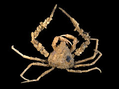 Inachus dorsettensis (Scorpion spider crab)