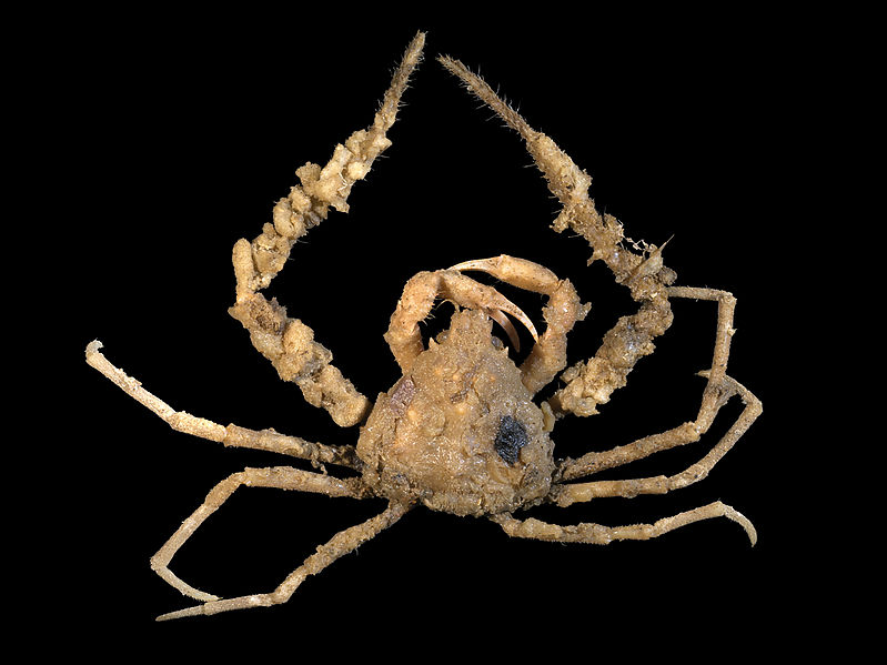 File:Inachus dorsettensis.jpg