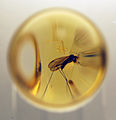 Deutsch: Insekt im Bernstein English: Insect in amber