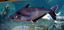 Iridescent Shark Catfish.jpg