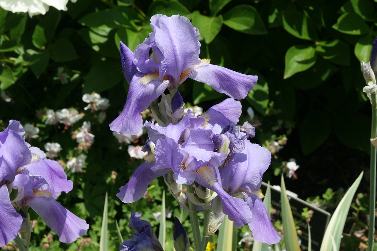 Ирис паллида. Ирис pallida argentea variegata. Перуника Ирис. Iris pallida 2007. Iris pallida Флоренция.