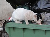 חתולי רחוב רבים ניזונים מפסולת בפחי האשפה