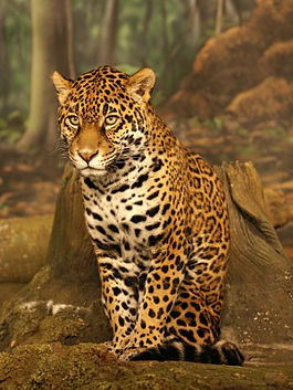 Yaquar (Panthera onca)